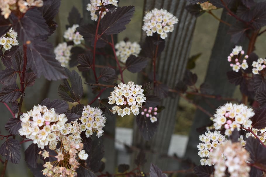 white-petaled flower, plant, blossom, pollen, jar, vase, pottery HD wallpaper