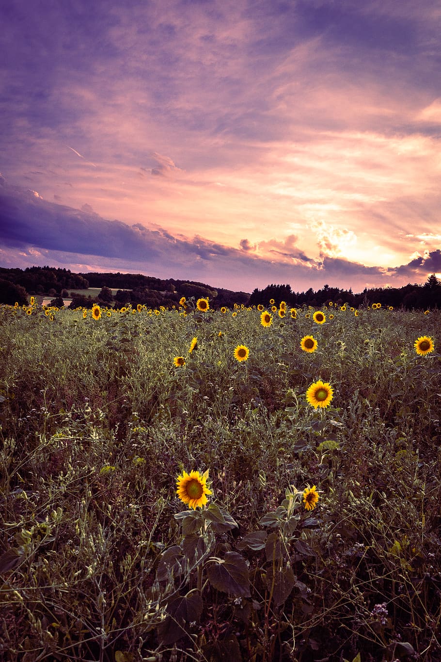 nature, tree, trees, forest, sky, summer, sun, warm, sunflower HD wallpaper