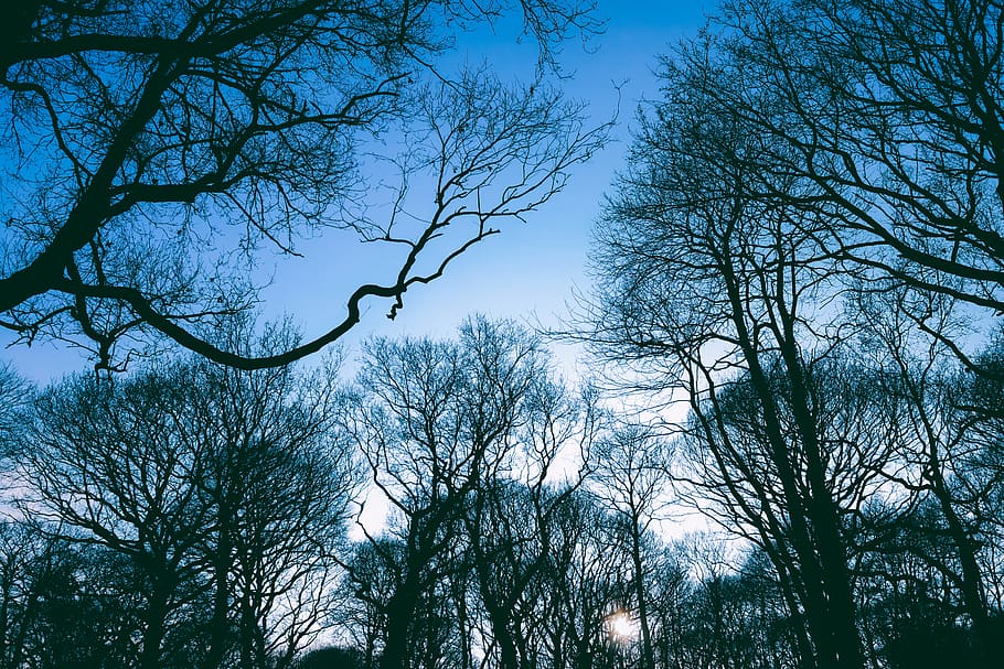 blue, landscape, silhouette, sky, winter, forest, trees, plant HD wallpaper