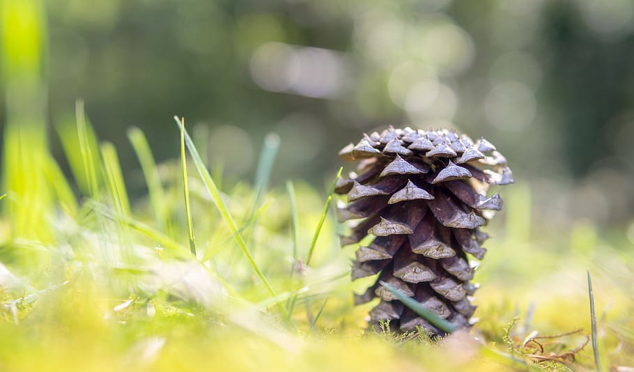 pinecone, grass, green, yellow, warm, evening, abstract, nature HD wallpaper
