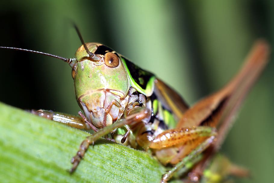 insect, macro, nature, closeup, animals, animal themes, animal wildlife HD wallpaper