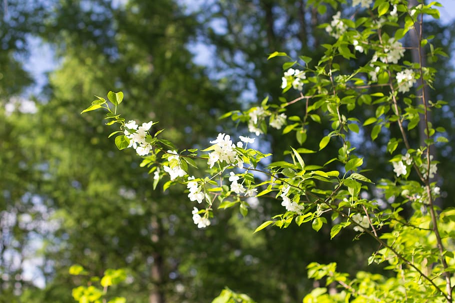 spring, apple tree, bloom, nature, white, flower, plant, growth HD wallpaper