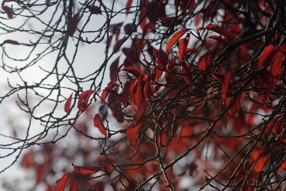 leafs, autumn, red, leaves, fall, foliage, tree, plant, branch HD wallpaper