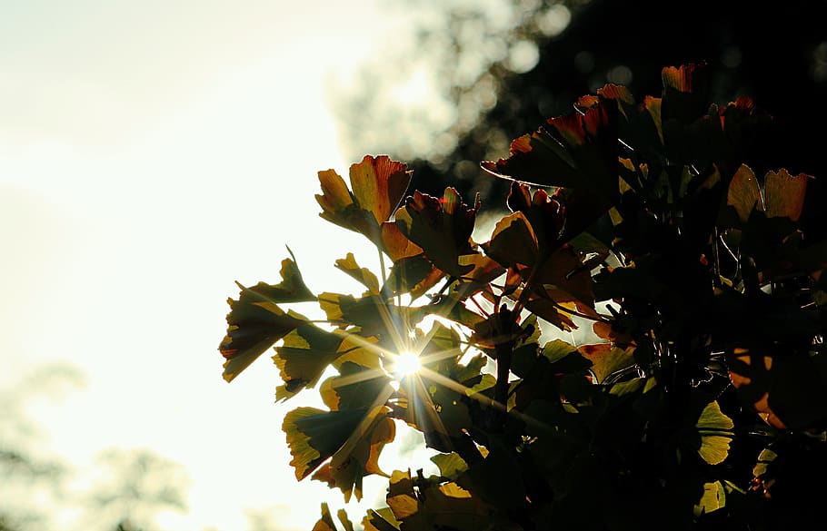 sunset, evening, dusk, dawn, red, orange, nature, outdoor, adventure HD wallpaper