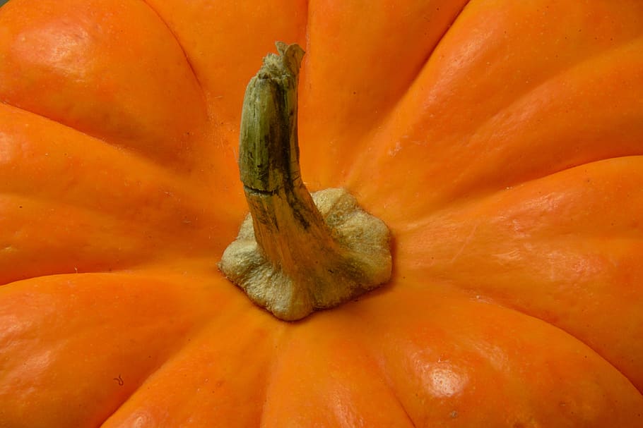 pumpkin, vegetable, food, vegetables, halloween, autumn, october HD wallpaper