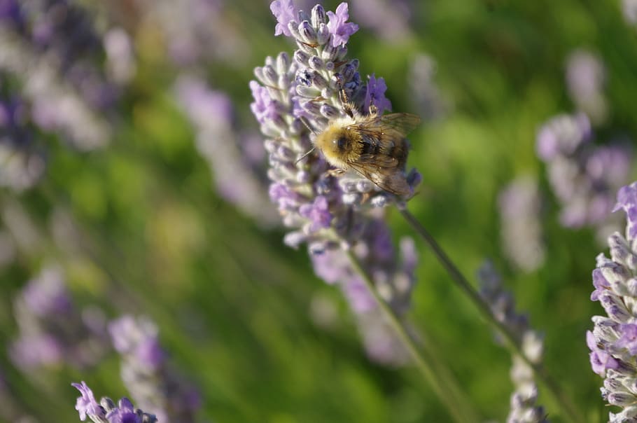 bee, lavender, bumblebee, insect, flower, summer, violet, purple HD wallpaper