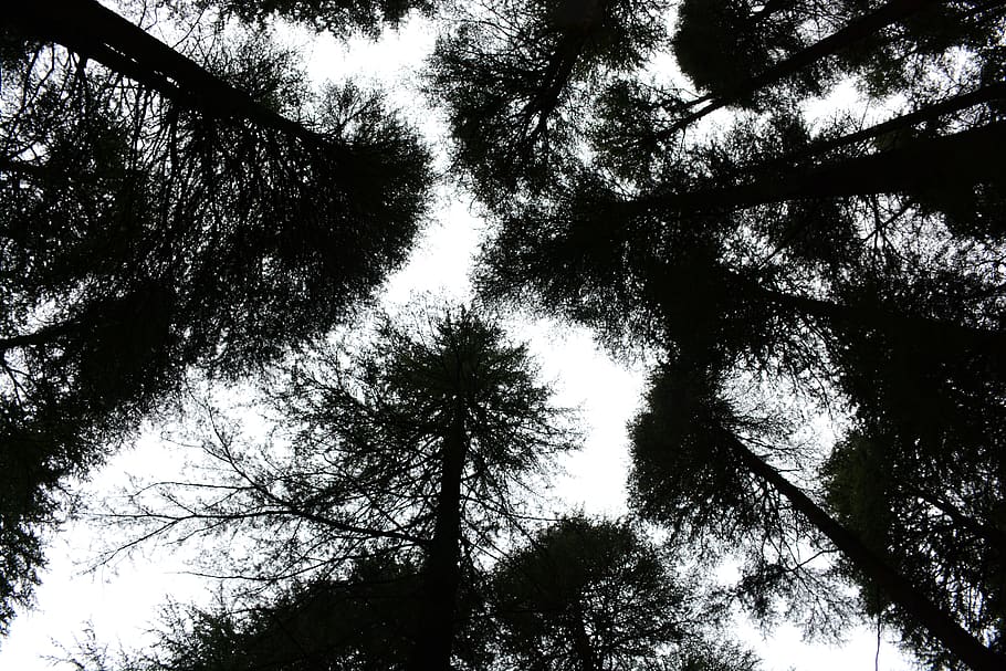 india, dharamshala, dharamkot, trees, forest, plant, low angle view