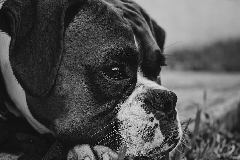 dog, puppy, boxer, black and white, close up, detail, boxer dog, HD wallpaper