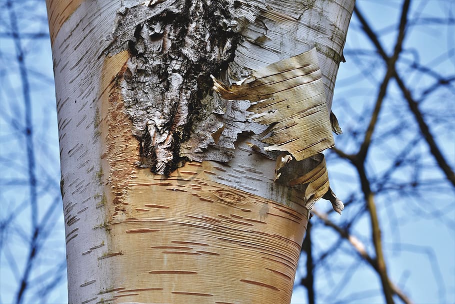 schälbirke, birch, bark, tree, tribe, white, forest, plant HD wallpaper