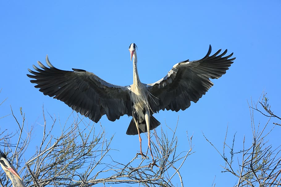 bird, flight, pen, wing, beak, wild, plumage, dom, sky, wings HD wallpaper