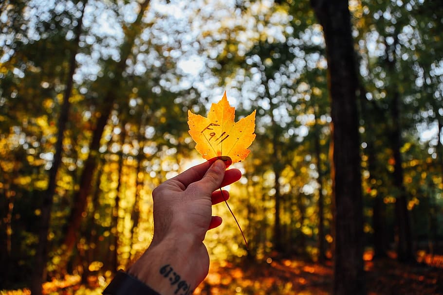 fall, fallen, leaf, plant, tree, forest, wood, jungle, nature HD wallpaper