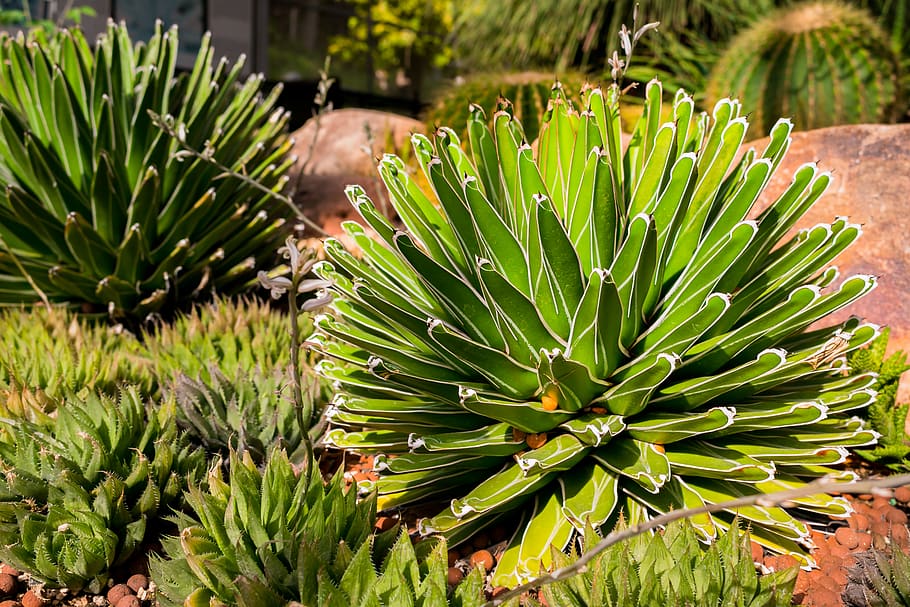 cactus, botany, plants, green, gardening, natural, nature, flora HD wallpaper