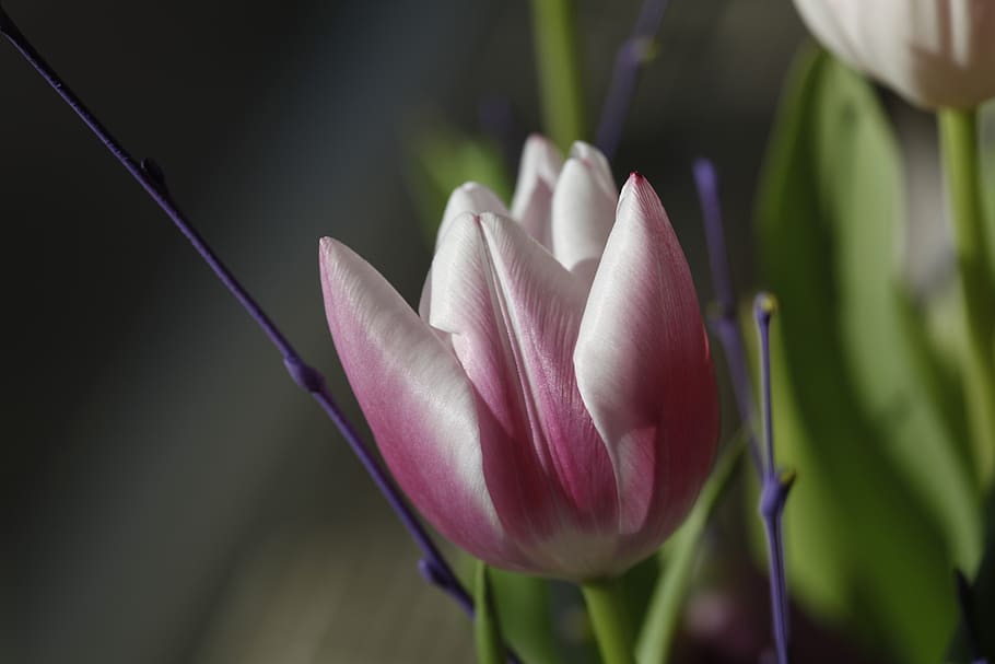 tulip, spring, nature, blossom, bloom, flower, pink, fresh HD wallpaper
