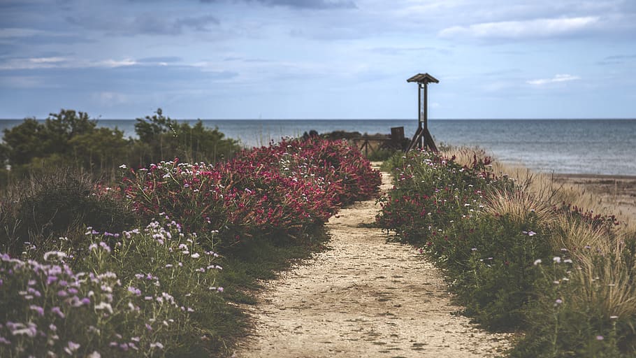 White and Red Flowers Near Sea at Daytime, bay, beach, clouds HD wallpaper