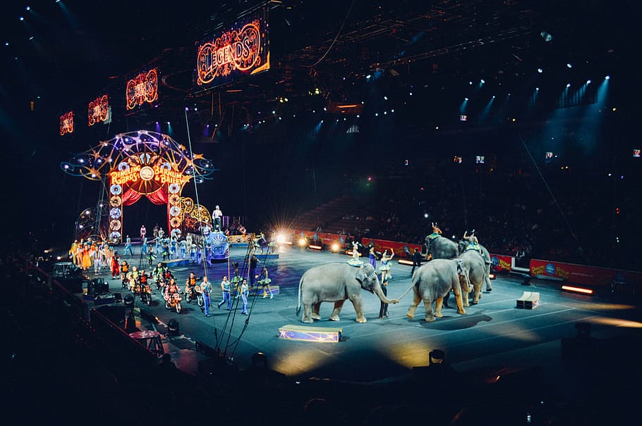circus, arena, ring, manege, fun, show, entertainment, elephants HD wallpaper