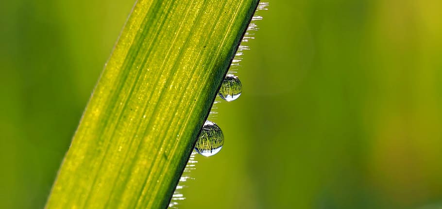 grass, green, nature, deep, green color, animal wildlife, close-up HD wallpaper