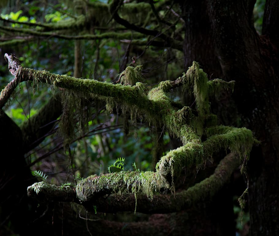 canada, tofino, moss, tree, vancouver island, green, plant HD wallpaper