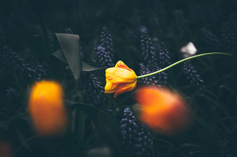 yellow, flower, dark, blur, garden, field, plant, nature, flowering plant HD wallpaper
