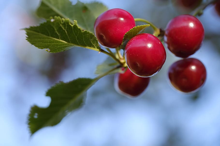 cherry, bird cherry, sweet cherry, fruit, stone fruit, pome fruit HD wallpaper