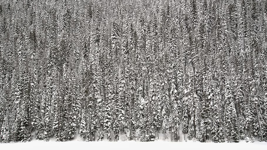 pine trees covered in snow, winter, cold temperature, no people HD wallpaper