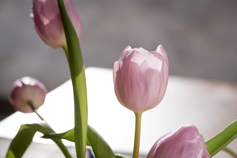 tulips, pink, spring, spring flowers, pink flowers, cut flowers HD wallpaper