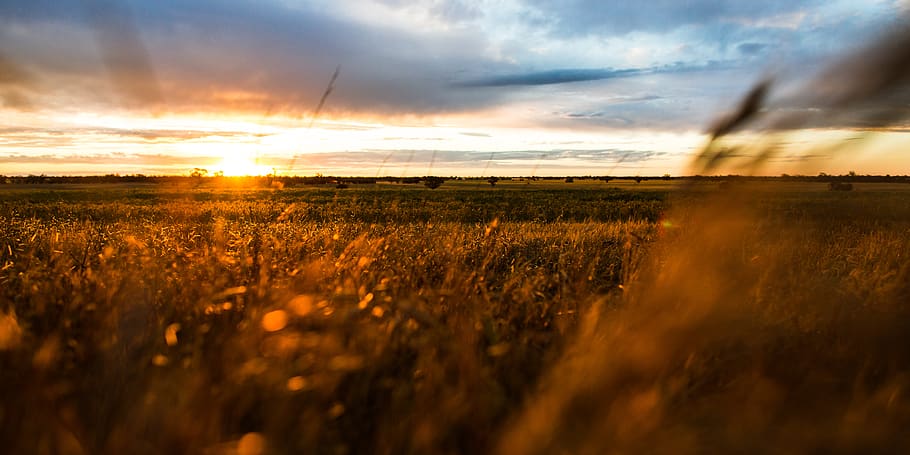 sunset, wheat, field, sky, cloud - sky, beauty in nature, scenics - nature HD wallpaper