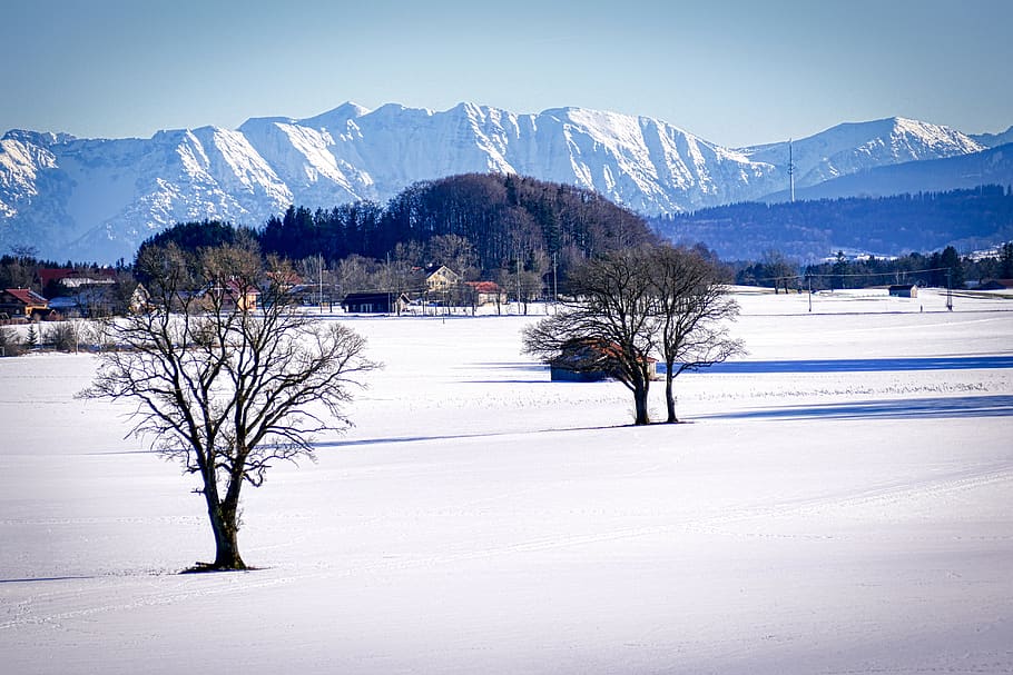 winter, snow, tree, landscape, cold, nature, wintry, snow landscape HD wallpaper