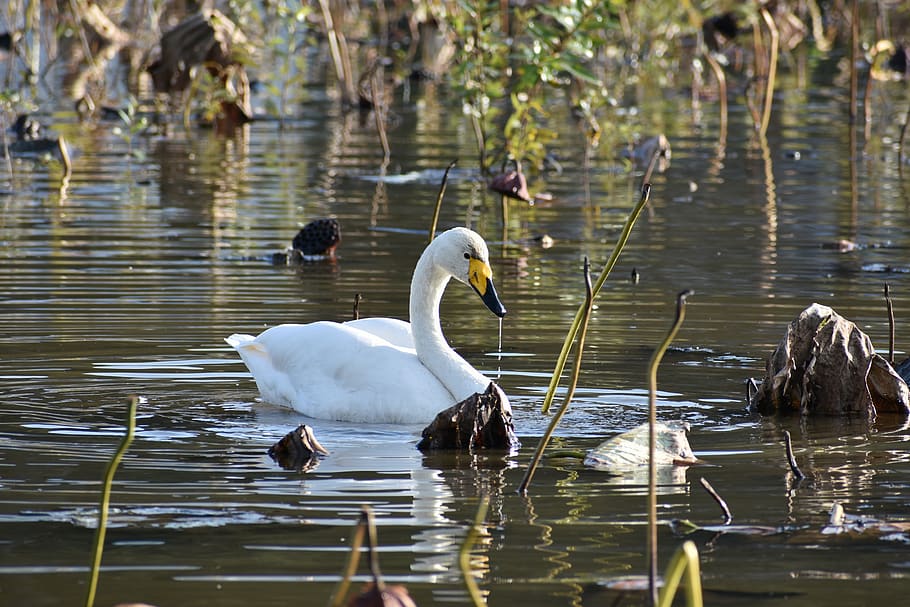 animal, lake, waterside, bird, wild birds, waterfowl, fields, HD wallpaper