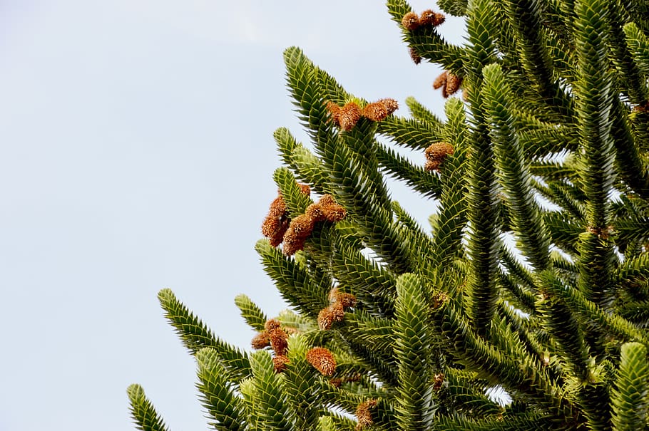 pine, fir, branches, coniferous, tree, wood, green, points HD wallpaper