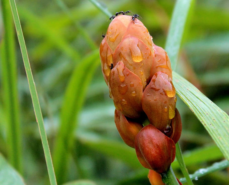 Photo of Orange Petaled Flower Bud, blooming, blossom, dewdrop HD wallpaper