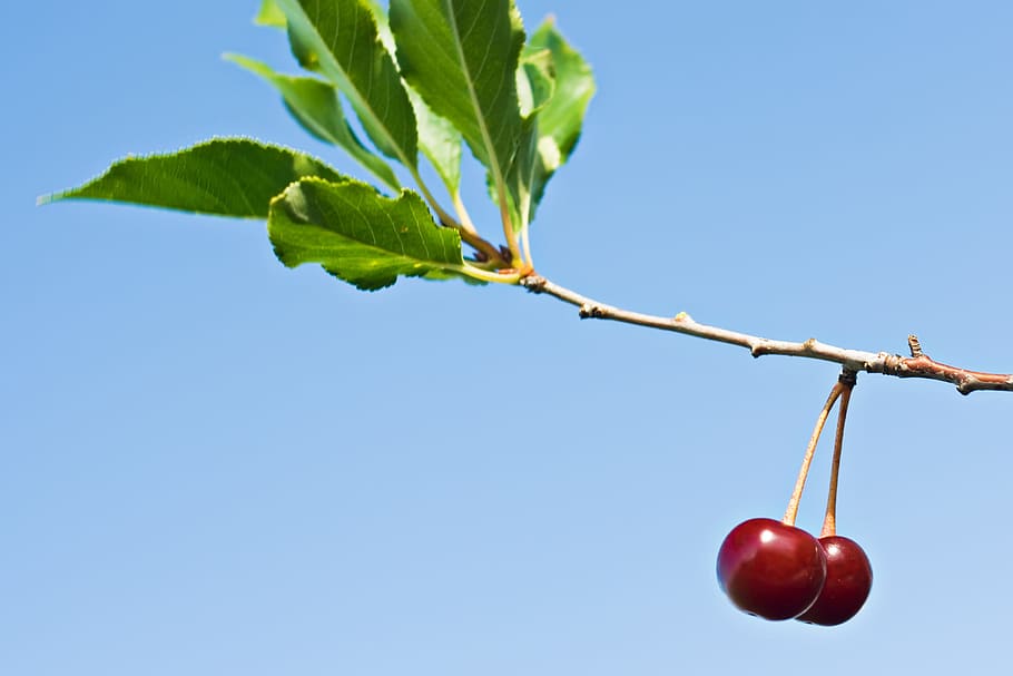 blue, branch, bright, bunch, cherries, close-up, farm, food HD wallpaper