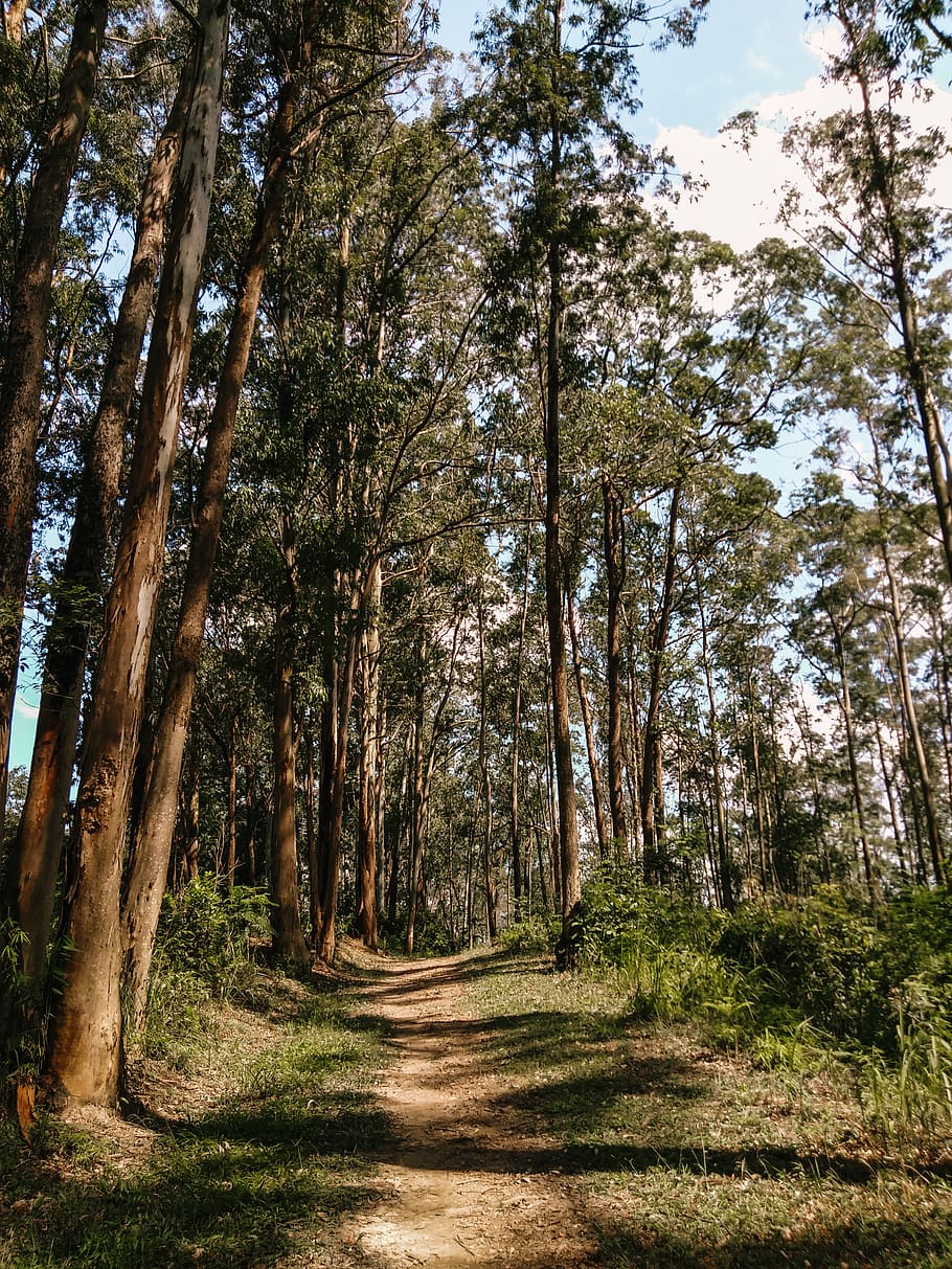 Photo Of Trees During Daytime, bark, branch, daylight, environment HD wallpaper