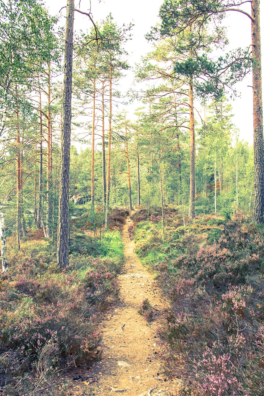 sweden, bengtsfors, forest, explore, hike, travel, traveller HD wallpaper