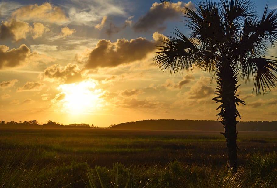 Silhouette of Tree During Sunset, agriculture, backlit, clouds HD wallpaper