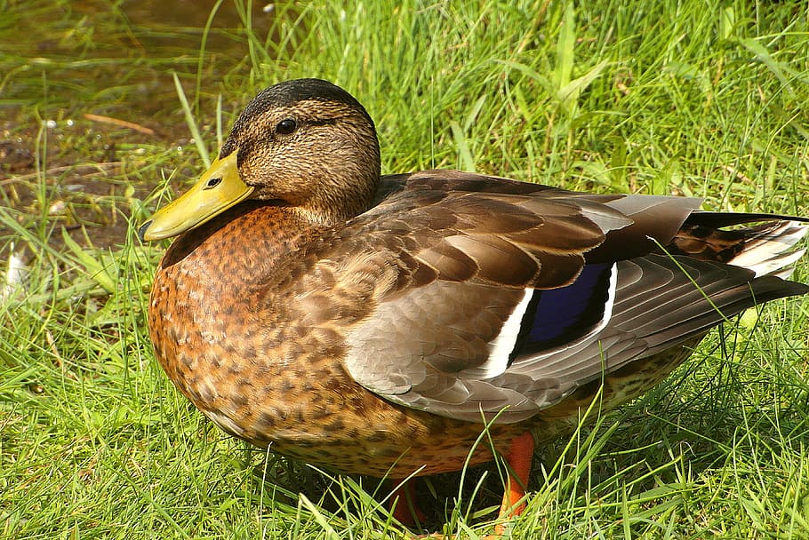 duck, grass, bird, animals, plumage, beak, nature, wild, water HD wallpaper