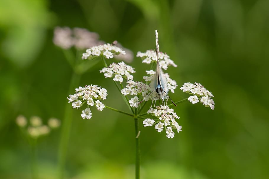 edelfalter, blossom, bloom, macro, eyes, probe, frontal, frontal view HD wallpaper