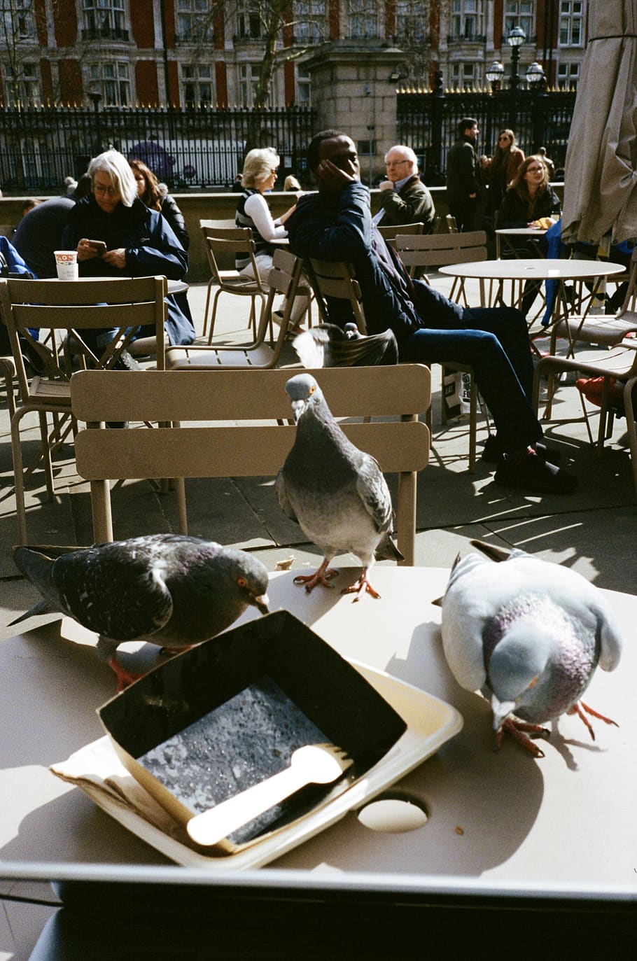 bird, animal, person, human, chair, london, pigeon, furniture, HD wallpaper