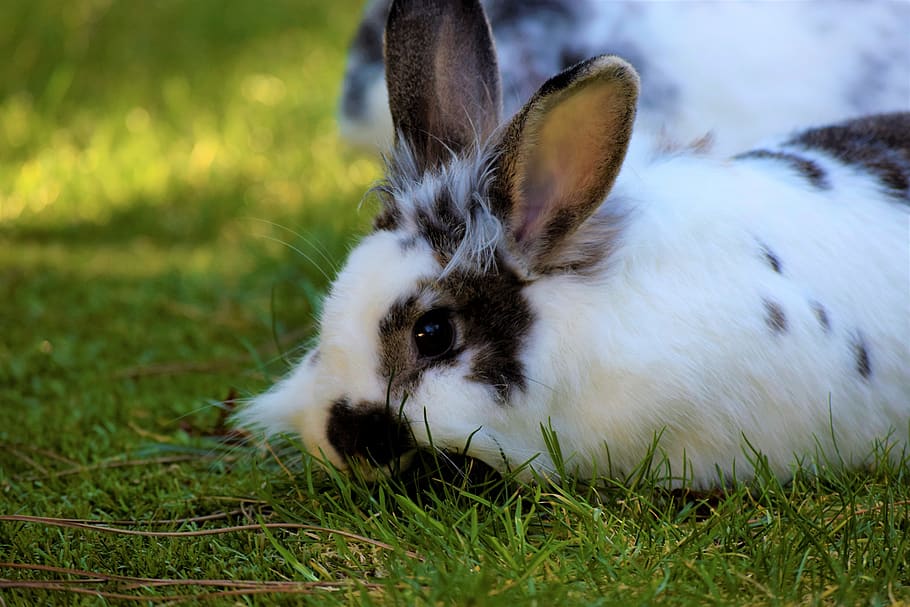 rabbit, hare, animal, cute, nature, animal world, grass, fur, HD wallpaper