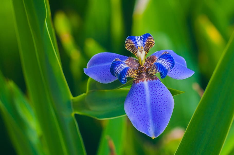 blue flower, flowering plant, beauty in nature, fragility, vulnerability HD wallpaper