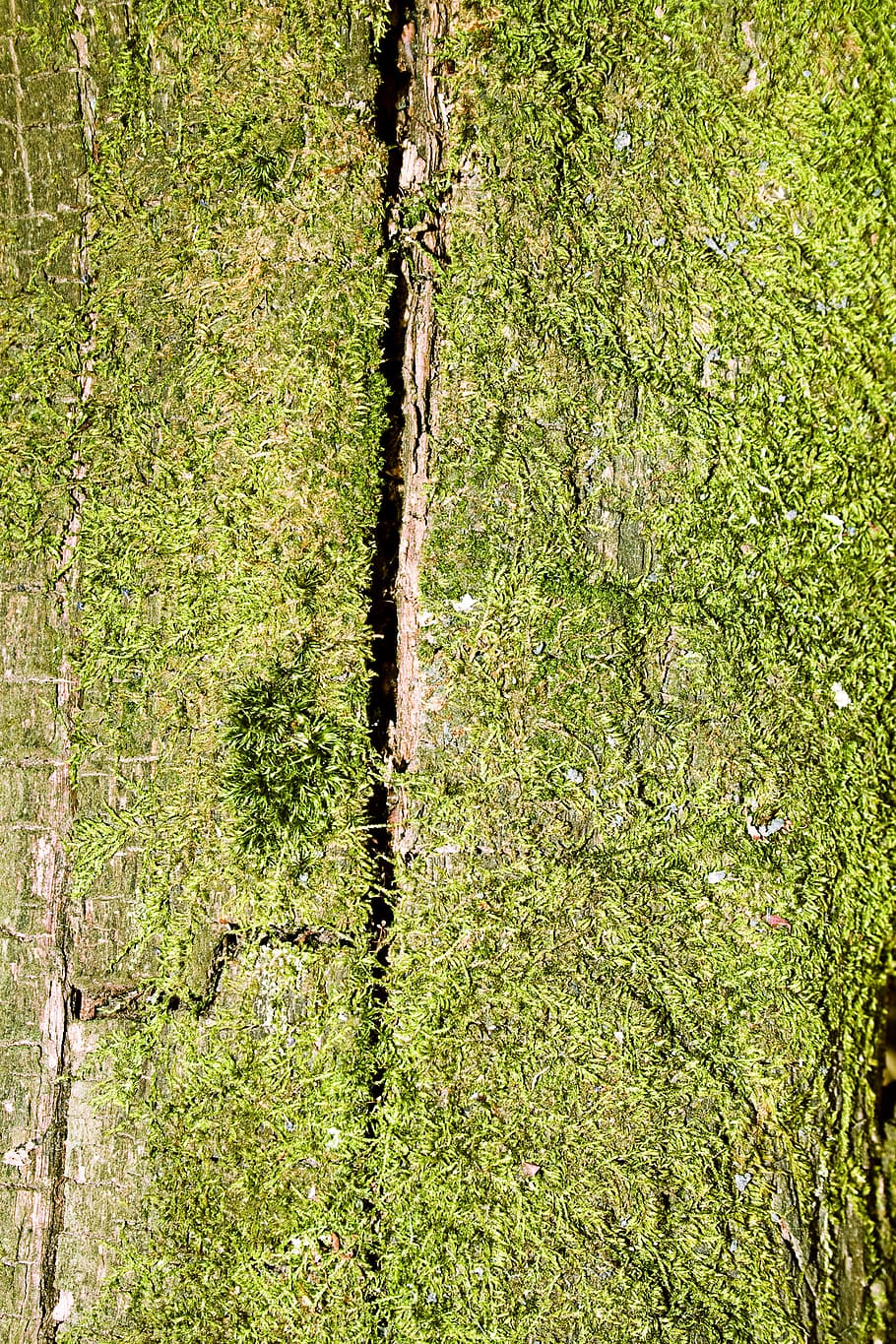 con2011, backdrop, background, plant, tree, green color, growth HD wallpaper