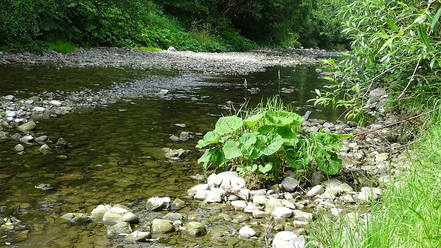 river, nature, water, plant, growth, beauty in nature, day HD wallpaper