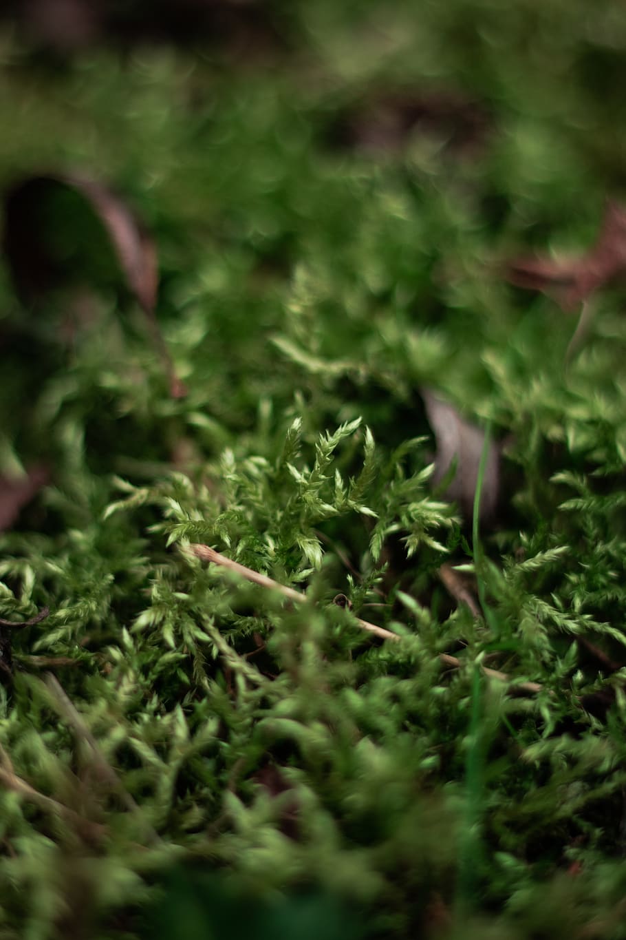 moss, plant, vase, jar, pottery, seasoning, food, potted plant HD wallpaper