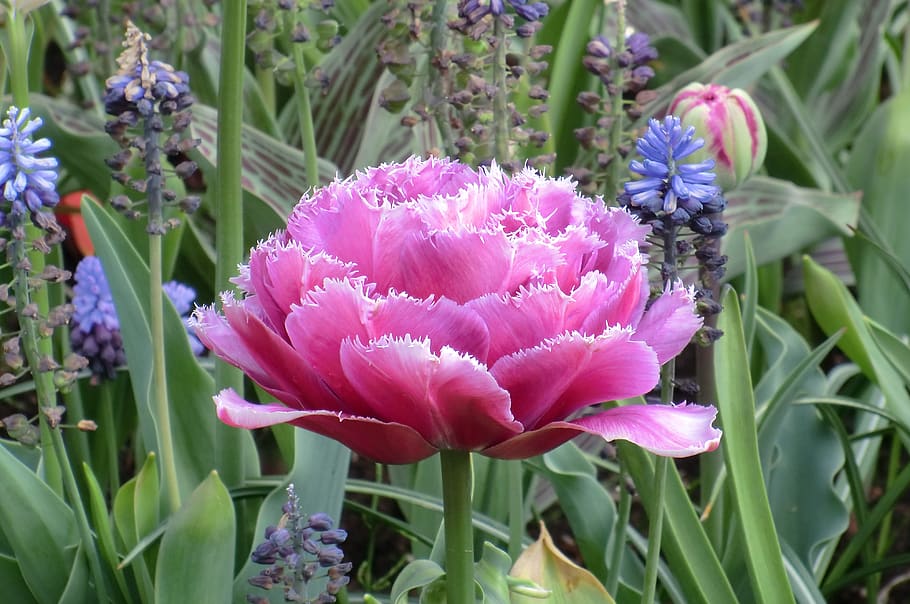 tulip, voorjaarsbloem, bloom, spring, flowers, blossom, colorful HD wallpaper