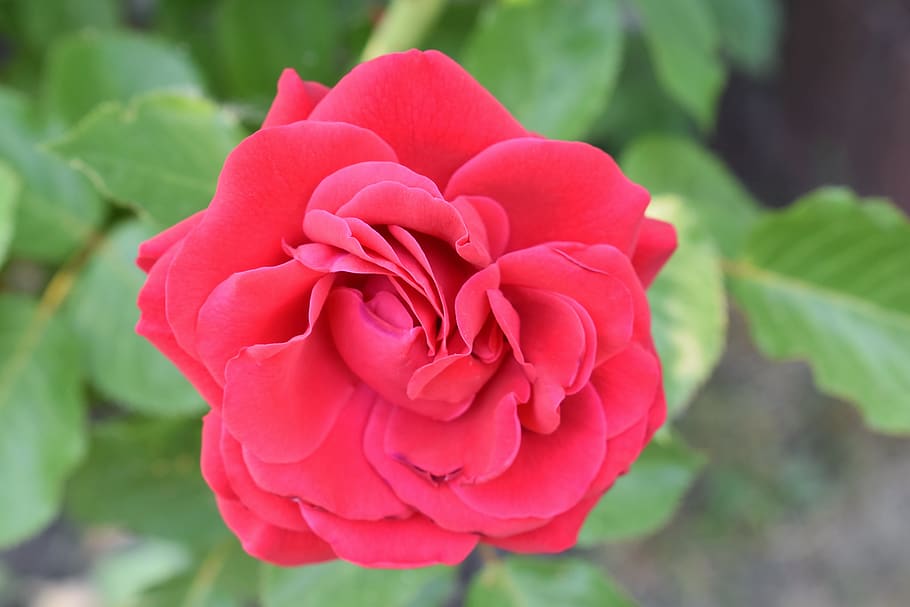 germany, elmshorn, love, red, flower, rose, plant, floral, nature HD wallpaper