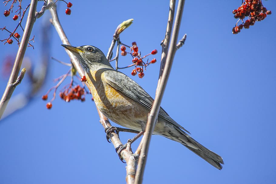 canada, calgary, bird, trees, vertebrate, animal themes, animals in the wild HD wallpaper