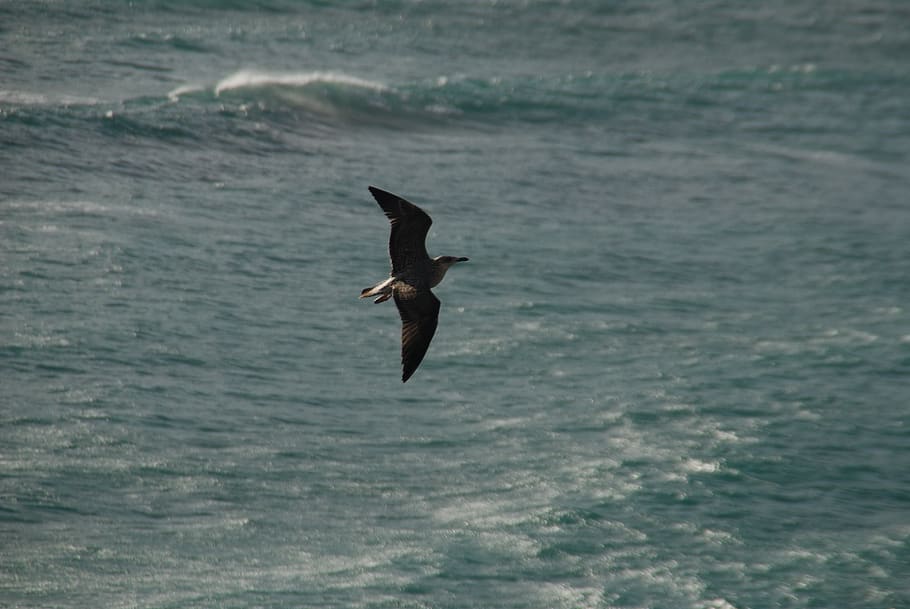 mar, fly, hunt, level, seagull, nature, animal themes, animals in the wild HD wallpaper