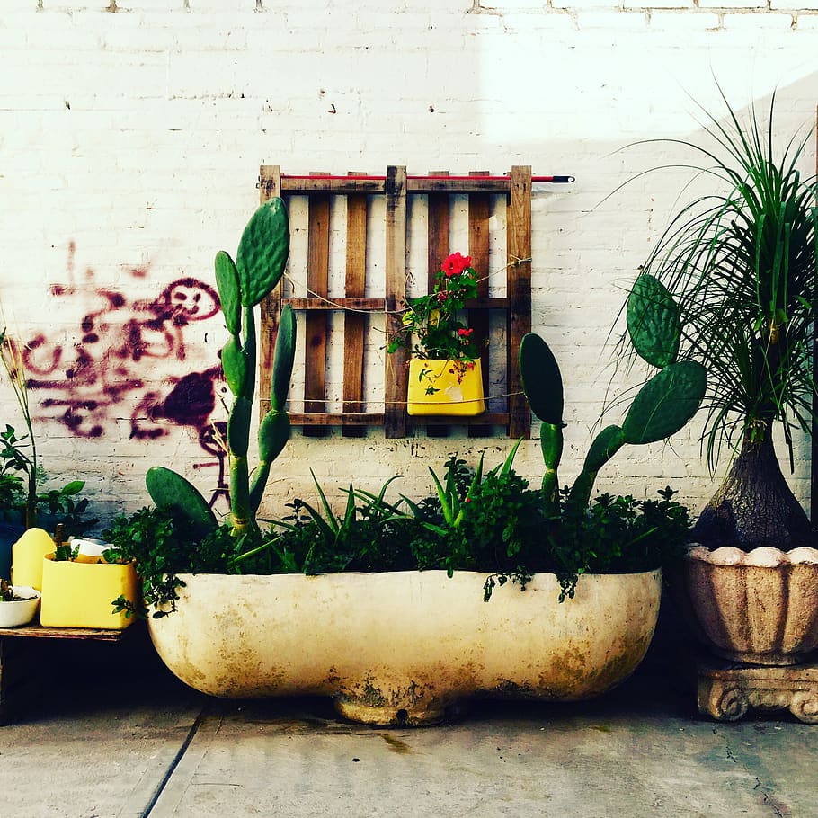 mexico, durango, plant, built structure, potted plant, architecture HD wallpaper