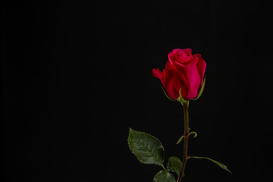 Hd Wallpaper Red Rose With Black Background Flower Flowering Plant Beauty In Nature Wallpaper Flare