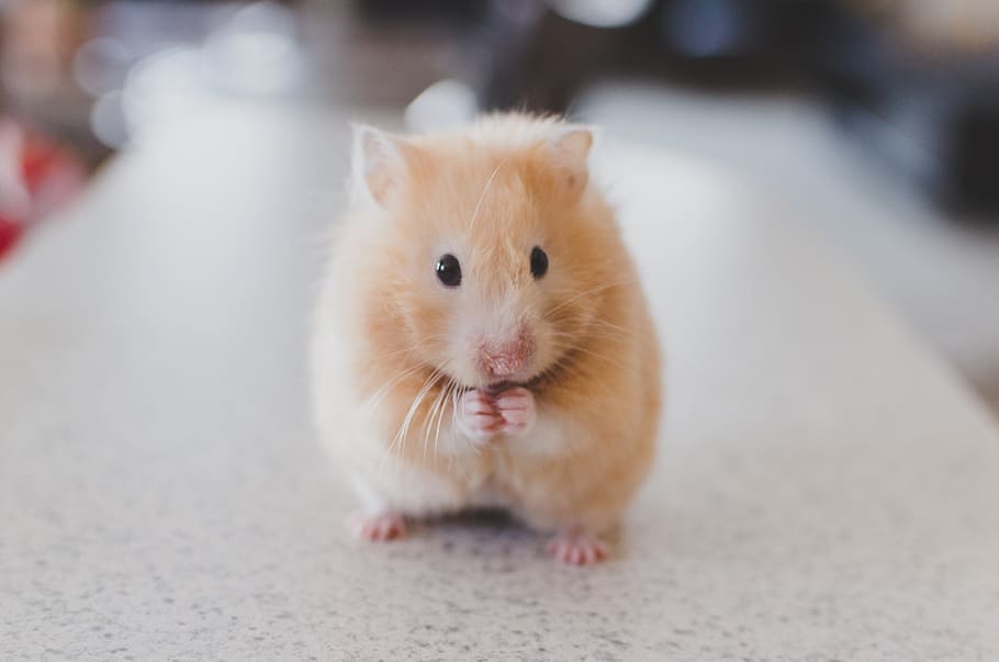 hamster, animals, cute, mammal, one animal, domestic, pets HD wallpaper