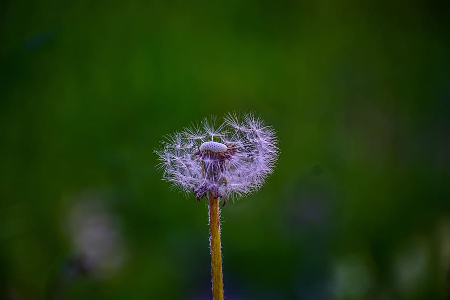 dandelion, flower, spring, plant, nature, fragility, vulnerability HD wallpaper